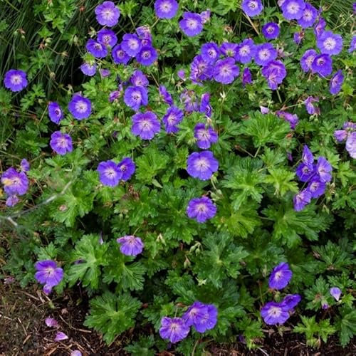 6 x Geranium Rozanne - Storchschnabel in 9x9cm Topf