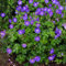 6 x Geranium Rozanne - Storchschnabel in 9x9cm Topf