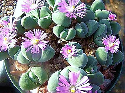 Gibbaeum pierres vivantes dispar exotiques rares cactus mesembs rock semi-graines 50 graines