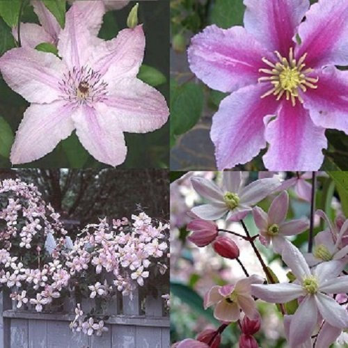 4 x Clematis - Rosafarben mix - 4 Pflanzen kaufen / 3 bezahlen - Rosa, Mehrjährig & Winterhart - Clematis Apple Blossom (Immergrün)/Hagley Hybrid/Piilu/Montana Rubens | 4 x 1,5 Liter Töpfe