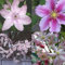 4 x Clematis - Rosafarben mix - 4 Pflanzen kaufen / 3 bezahlen - Rosa, Mehrjährig & Winterhart - Clematis Apple Blossom (Immergrün)/Hagley Hybrid/Piilu/Montana Rubens | 4 x 1,5 Liter Töpfe