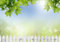 wandmotiv24 Fototapete Weißer Zaun mit Ahornzweigen, XL 350 x 245 cm - 7 Teile, Fototapeten, Wandbild, Motivtapeten, Vlies-Tapeten, Baum M0419