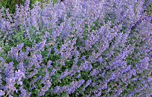 Nepeta Faassenii Six Hills Giant Catmint Perennial 9cm Pot Plants Pack x3
