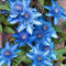 YGHESFDE Clematis knollen winterhart mehrjährig,clematis pflanze winterhart mehrjährig,clematis zwiebeln-8zwiebeln-A