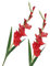 BQEE Long Stem Artificial Gladiolus Flower, Set of 2, Home/Wedding/Office Decor (Red)