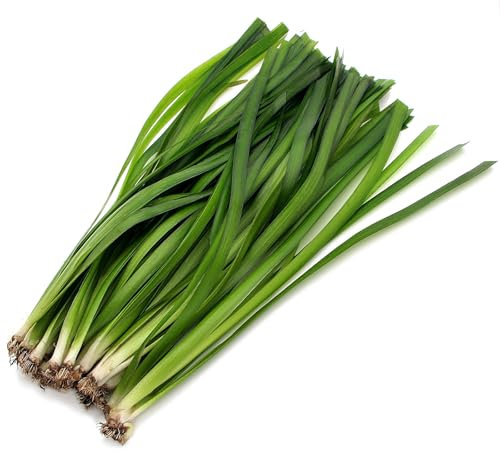 K2AQUA 5 X Vallisneria Gigantea Giant Vallis Live Aquarium Plant Ideal for Freshwater Tropical Aquascapes Natural Background Decoration