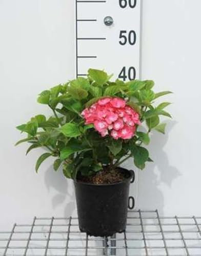 Hydrangea macr. 'King George Vll' ('romance') - Hortensien 25-30 cm Container