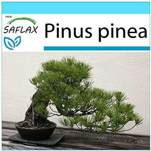 SAFLAX - Geschenk Set - Bonsai - Mittelmeer-Pinie - 6 Samen - Mit Geschenk- / Versandbox, Versandaufkleber, Geschenkkarte und Anzuchtsubstrat - Pinus pinea