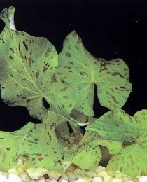 Aquadip Nymphea Tiger Lotus Green