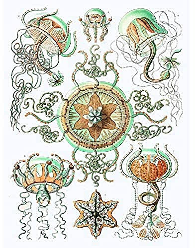 Wee Blue Coo Haeckel Plate 26 Jellyfish Unframed Art Print Poster Wall Decor 12x16 inch Teller Wand Deko