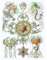 Wee Blue Coo Haeckel Plate 26 Jellyfish Unframed Art Print Poster Wall Decor 12x16 inch Teller Wand Deko