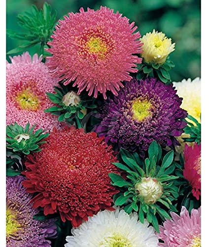 Semillas flores - Reina margarita enana mix - Mascarell