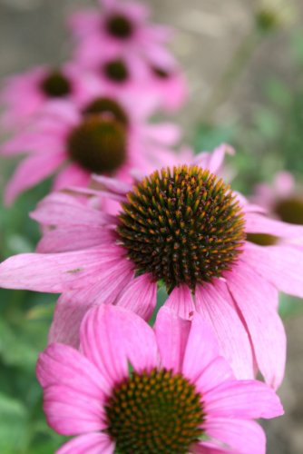Seedeo Roter Sonnenhut (Echinacea purpurea) 80 Samen
