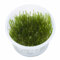 Tropica - Taxiphyllum Spiky Moss in vitro