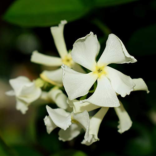 Star Jasmine Hardy Shrub Beautiful Pure White Star-Shaped Flowers Aromatic Scent Glossy Dark Green Foliage Trachelospermum Jasminoides 1 x 9cm Pot by Thompson and Morgan