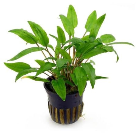 PlantasAcuario Planta acuática CRYPTOCORYNE WENDTII GREEN planta de acuario viva y natural para acuario plantado en maceta de 5cm