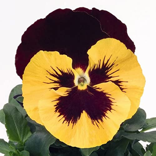 Pensée aux yeux roses blancs Viola x Wittrockiana 50 graines de pensée biennales