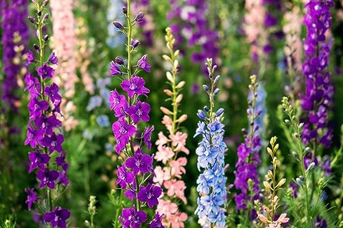 Just Seed - Flower - Larkspur - Sublime Mix - 200 Seeds