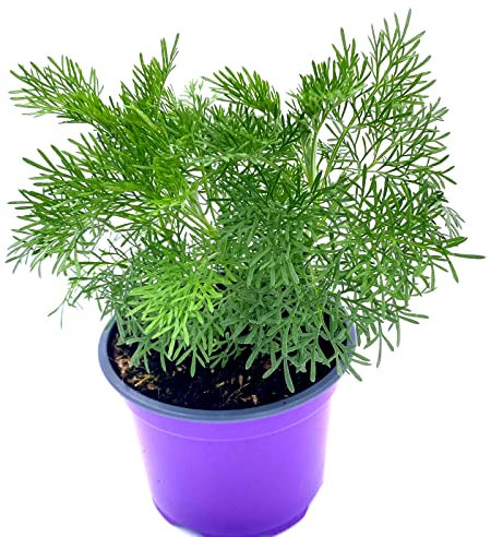 Florapartner Cola Kraut Artemisia abrotanum var. maritima Kräuter Pflanzen1Stk.