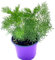 Florapartner Cola Kraut Artemisia abrotanum var. maritima Kräuter Pflanzen1Stk.