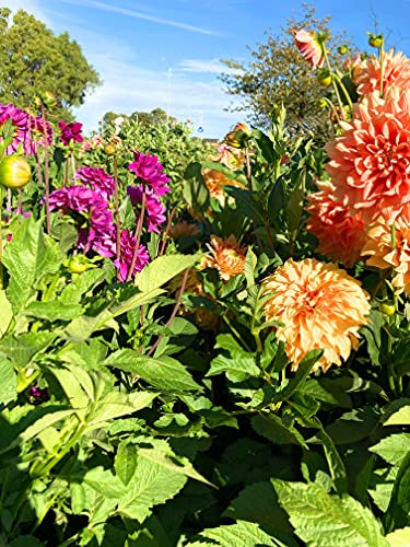 5 tubers of Dinner-Plate Dahlia (Mixed Colours) Includes Postage