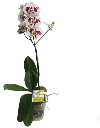 Orquídea Natural Planta Pupular por sus Grandes Flores - Colores Variados -