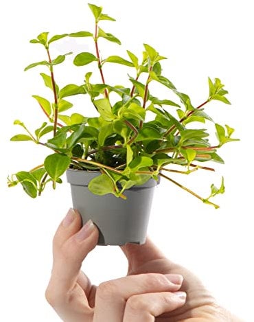 Baby Trailing Jade Plant - Peperomia Rotundifolia Small Indoor Houseplant in 6cm Pot | Miniature Plant with Trailing Stems | for Home and Office | Grow Your Own Baby Plants
