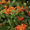 30 pcs feuerdorn samen - bonsai baum winterharte stauden mehrjährig,Pyracantha fortuneana,Seltene Pflanzenserie, obstbaum obstbäume kaufen säulenobst bonsai