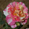 Rosen pflanzen winterhart - rosafarbene zwiebeln winterharte mehrjährige Sträucher – duftende Rosen – Hybridrosen-1Pflanze-I