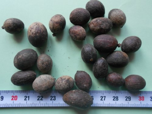 Chinesische Schirmpalme - 20 Samen - Livistona chinensis