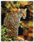 Diamond Vollbedeckung mit Holzrahmen Painting Set Bild 40 x 50 Diamant Malerei Stickerei Handarbeit Basteln Mosaik Steine Blumen Korb Haus am Bach (GJ007)