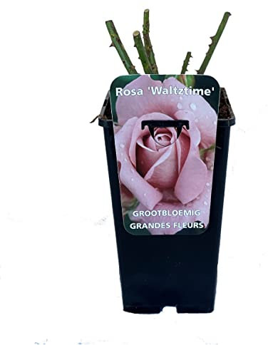 Rosa 'Waltz Time' - Rosa, 3,5 l, color morado