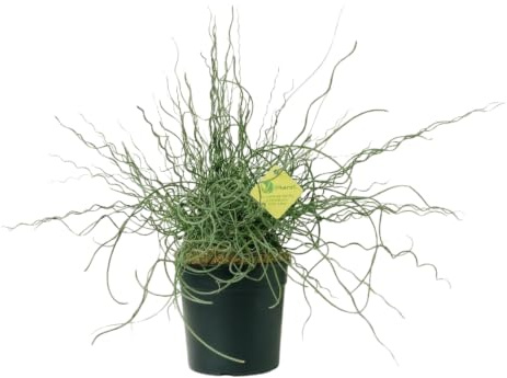 Plantì JUNCUS EFFUSUS. Pianta acquatica per esterno, vaso da 19 cm. Piante vere per giardini e bordi d'acqua con foglie a spirale e forma unica. 6 mesi di concimazione inclusi