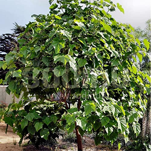 Paulownia Hybrid Pao Tong Z07 Seeds - 50-50-100 Paulownia Tree Seeds.: Only seeds
