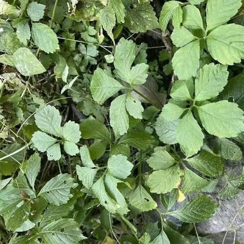 500 pcs jiaogulan samen bio zimmerpflanzen dekopflanzen kräutersamen zimmerpflanze kräutergarten küche bonsai topf kräuter samen plants winterharte pflanzen für garten kräuter pflanzen