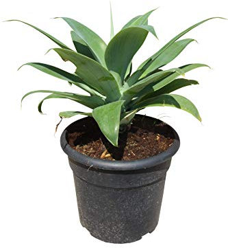 Tropictrees - Agave Attenuata - 50 cm - Schwanenhals Agave - Sukkulente