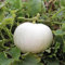 Semillas de calabaza blancas (60 unidades)