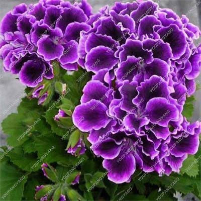 sump Nuevos 50pcs SEMILLAS Geranio de flores para la bella Violeta jardinería