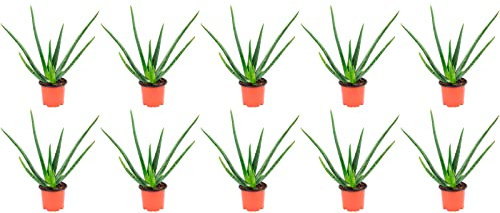 10er-Set Echte Aloe - echte Zimmerpflanze, Aloe vera - Höhe ca. 40 cm, Topf-Ø 12 cm