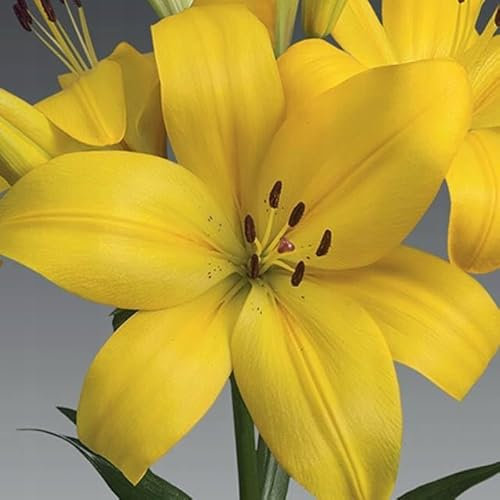 Lilienzwiebeln Baumlilie Riesenlilien Volle Lilie Lilium Zwiebeln Onion Knollen Winterhart Frische mehrjährig duftenden Prachtblüten Hochgewachsene Lilie (Hinault)