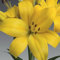 Lilienzwiebeln Baumlilie Riesenlilien Volle Lilie Lilium Zwiebeln Onion Knollen Winterhart Frische mehrjährig duftenden Prachtblüten Hochgewachsene Lilie (Hinault)
