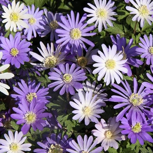 Anemone blanda Mischung - Balkan Windröschen | 25 Stück | Blumenzwiebel | Knolle | Verwildernd | Topfpflanze | Geeignet für Kübel | Gemischt | Rarität | Besonderer Sommerblüher