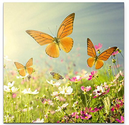 Paul Sinus Art Leinwandbilder | Bilder Leinwand 60x60cm Schmetterlinge auf einer Blumenwiese im Sommer
