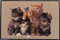 oKu-Tex Design Fußmatte Katzen Kätzchen Kitten, lustiges & niedliches Motiv, braun, rutschfest & waschbar, 50 x 80 cm, Deko Dekorativ…