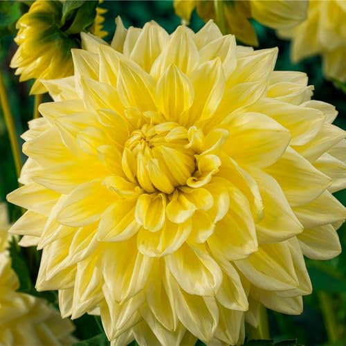 Dahlien Dekorative Gelb Knollen, 5 Dahlienzwiebelsorten Mix aus Holland, echte große Dahlienpflanzen für Garten und Töpfe (keine Samen, nicht künstlich)