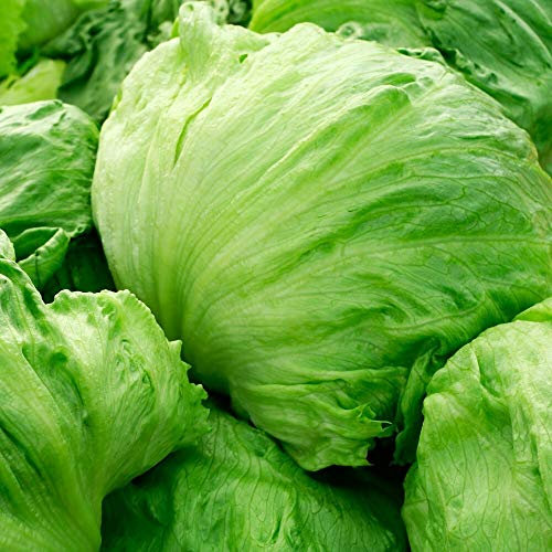 Eisbergsalat Calmar ca. 100 Samen - robuste Sorte mit festen Köpfen