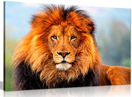 Wild African Lion Canvas Wall Art Picture Print (36x24in)