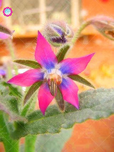 20PCS seltene blaue Borretschsamen Bonsai Blumen Samen Gemüse und Küche Würzen Pflanzen Essbare Vanilla Samen Staude 2