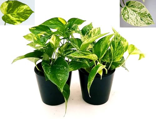 POWERS TO FLOWERS - POTOS EPIPREMNUM e POTOS MARBLE QUEEN, Vaso 13cm, Piante Vere