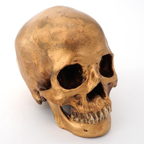 Cranstein Scientific Menschlicher Schädel mit Unterkiefer | Totenkopf | Deko (Farbe Gold)